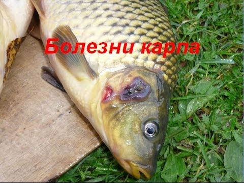 Видео: Болезни карпа. Разведение карпов.