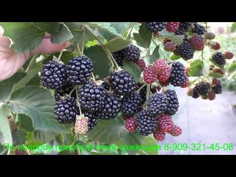 Видео: ТОРНФРИ