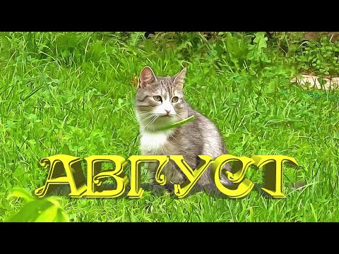 Видео: Август 2024