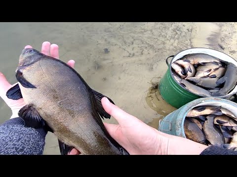 Видео: 100кг Линя Зарыбление водоёма, разведение раков и рыбы @Жизнь У Пруда