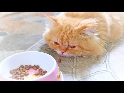 Видео: Нет аппетита?..