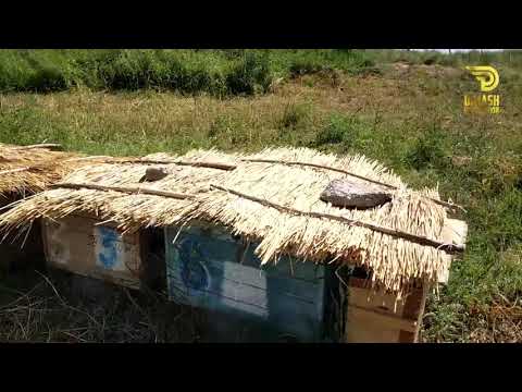Видео: Бал жинау процесі.