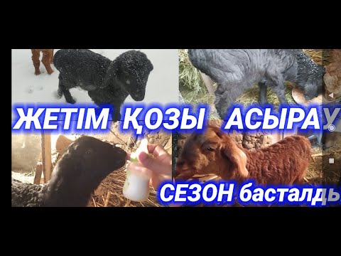 Видео: ЖЕТІМ ҚОЗЫНЫ БЫЛАЙ АСЫРАЙМЫЗ ? | ҚОЗЫ АСЫРАУ | ЖЕТІМ ҚОЗЫ АСЫРАУ