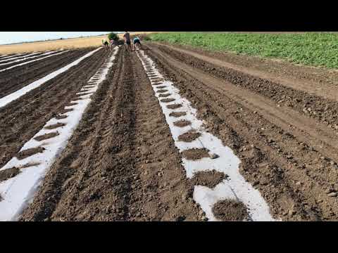 Видео: 19 июня 2019 г.Посев семян арбуза в мульчу.