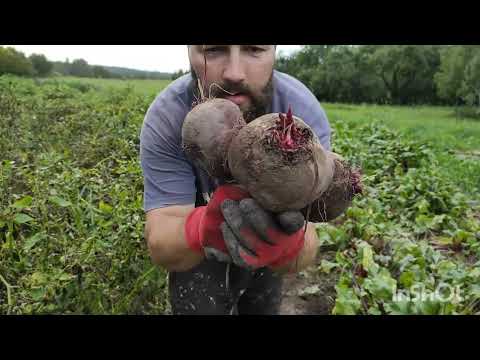 Видео: Собрал урожай картошки, выкопал резервный погреб.