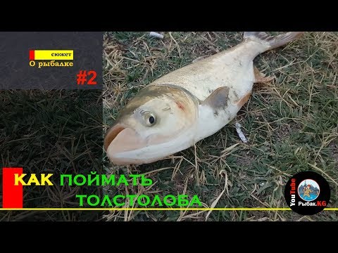 Видео: Убойный клев (Уловистая каша на Толстолоба)