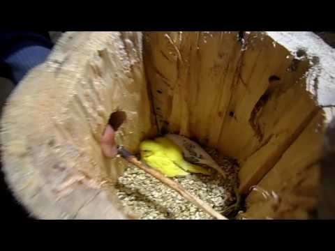 Видео: Вылет птенцов волнистиков с гнёзд.