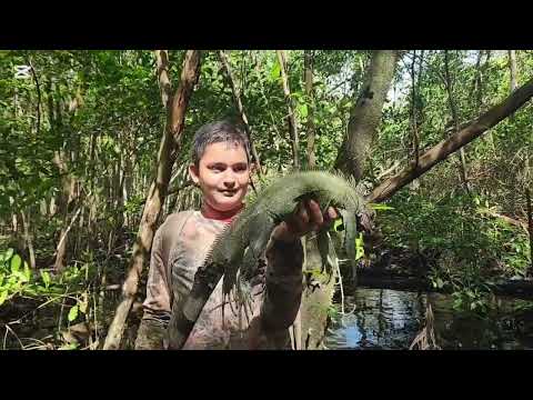 Видео: Охота на игуану в честь дня рождения с South West Adventures