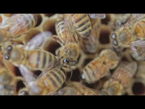 Видео: Жужжание пчел. Целебные звуки пчел. The buzzing of bees. Healing sounds of bees.