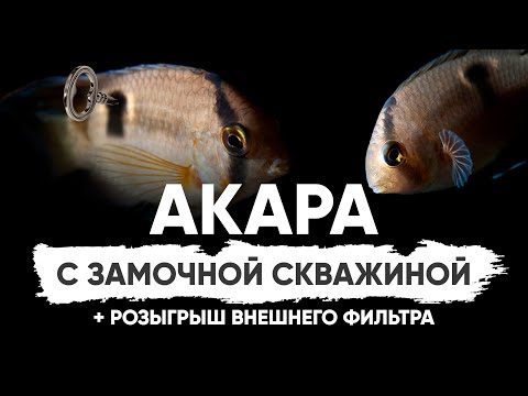 Видео: Цихлида с замочной скважиной - Акара Марони