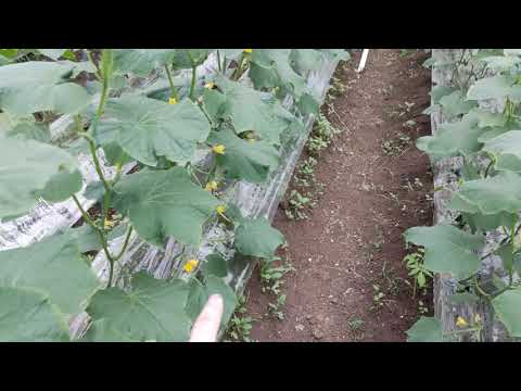 Видео: Наши огурцы в теплице на 27 марта 2021 года. Недостатки воздушного отопления.