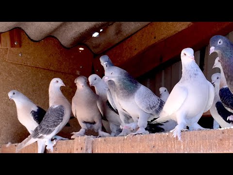 Видео: Голуби Турецкая Такла! Super Turkish Takla pigeons Селекционер Санжах.