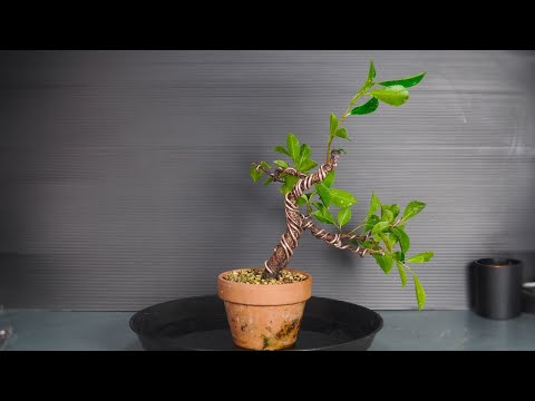 Видео: Бонсай Ficus Retusa, прогрессия и проводка (дерево 20 - часть 1)