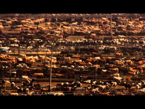 Видео: Мега ферма КРС