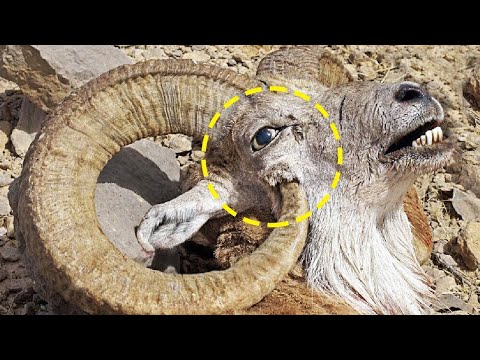Видео: Ўзини Ўзи Ўлдирадиган Ноодатий Ҳайвонлар