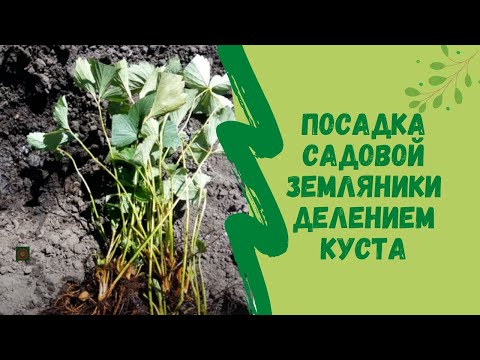 Видео: Посадка садовой земляники делением куста