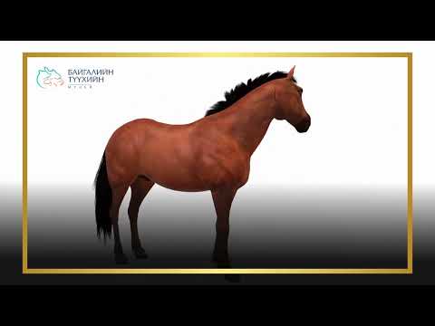 Видео: 5. Хурдан морь шинжих мэдлэг (Соёлын биет бус өвийн Төлөөллийн жагсаалтад бүртгэгдсэн)