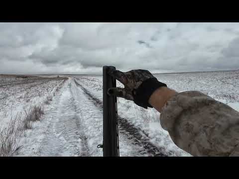 Видео: Охота на зайца 2025-2026г. "Ноябрьская тройка"