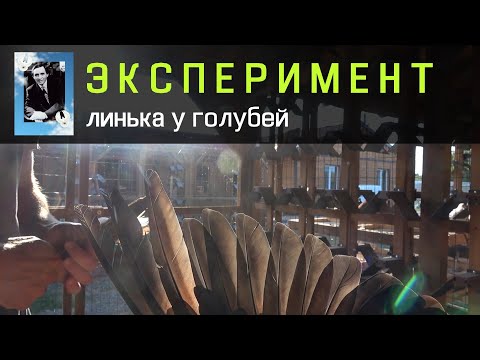 Видео: ЭКСПЕРИМЕНТ Ускорение линьки голубей. Возможно?