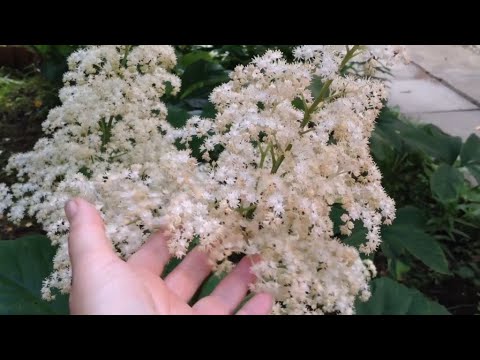 Видео: 10 любимых садовых растений - часть 2