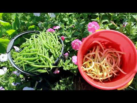 Видео: Огород. Что растет в Сибири