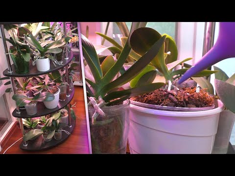 Видео: Полив орхидей - ДЕЛО ТОНКОЕ./ "ЛЕЧИТЕ" ОРХИДЕИ / "УДОБРЮ и КАК ЗАЦВЕТУТ!" ЭТО ТАК НЕ РАБОТАЕТ!