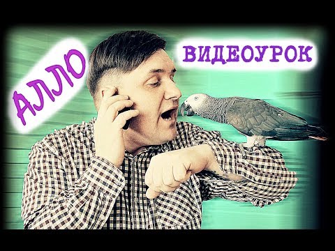 Видео: КАК БЫСТРО НАУЧИТЬ ПОПУГАЯ  ГОВОРИТЬ при помощи 3 шагов🐦🐦🐦 Пример слово "АЛЛО"📞