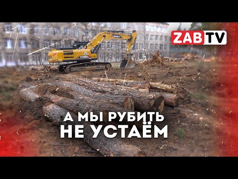 Видео: Мэрия Читы приговорила к «смертной казни» 350 сосен ради строительства спортивного зала