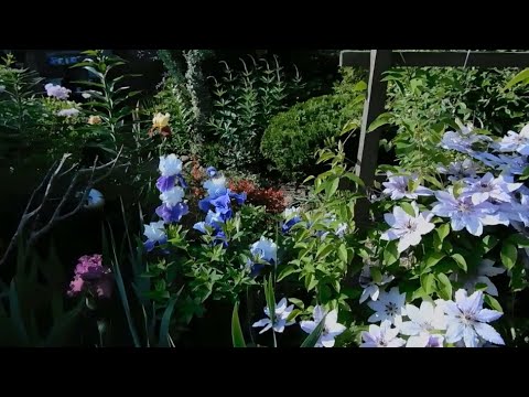 Видео: Июньская красота сада!