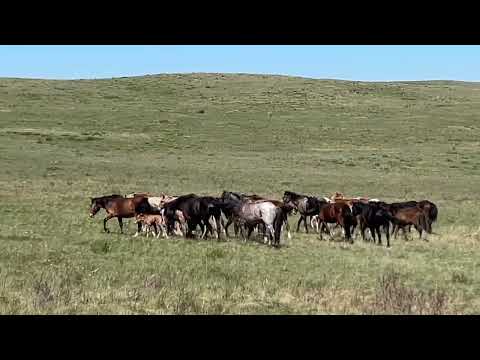 Видео: Выпустил кобылу с жеребенком в степь выживите или нет ? #айгыр #лошадки #жылкы #лошади #интересно #