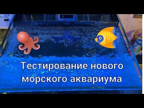 Видео: Тестирование нового морского аквариума