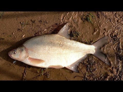 Видео: РЫБАЛКА НА ДОНУ. БЕШЕНЫЙ КЛЕВ ЛЕЩА. Не ожидали, что так наловим! Лещ клюёт, загибает кончики удилища