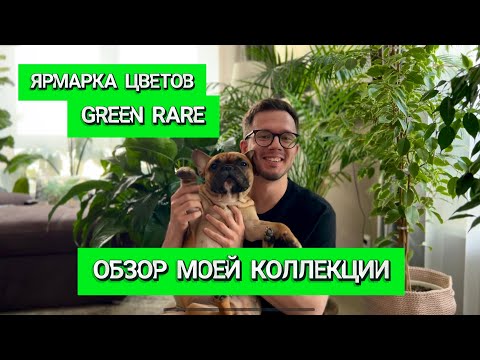 Видео: ОБЗОР МОЕЙ КОЛЛЕКЦИИ | ЯРМАРКА GREEN RARE | ВИТРИНА ДЛЯ РАСТЕНИЙ