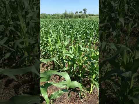 Видео: Солодка кукурудза,відкритий грунт