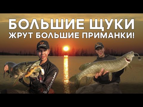Видео: ОЧЕНЬ МНОГО КРУПНЫХ ЩУК! БОЛЬШИЕ ЩУКИ ЖРУТ БОЛЬШИЕ ПРИМАНКИ! Рыбалка на Богучанах. Спиннинг.