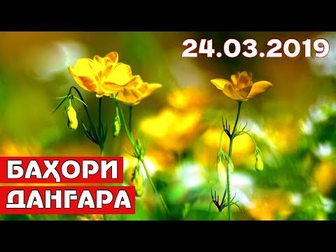 Видео: Баҳори Данғара (24.03.2019) / Bahori Dangara / Spring in Tajikistan
