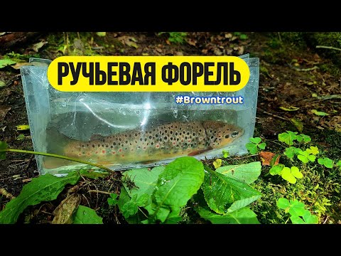 Видео: | Микро речка | Трудовая форель |