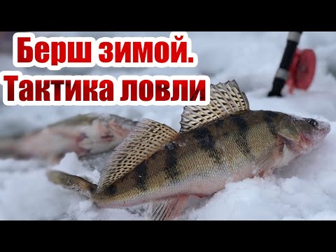 Видео: Берш зимой. Тактика ловли.