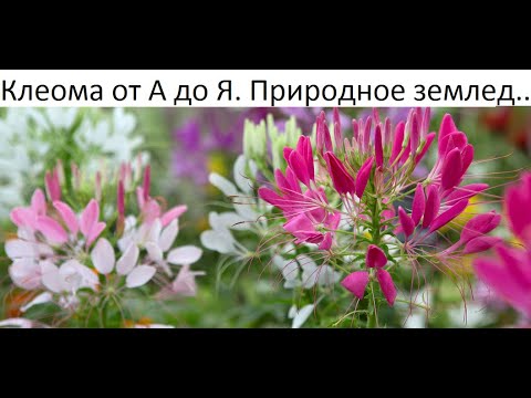 Видео: Клеома от А до Я