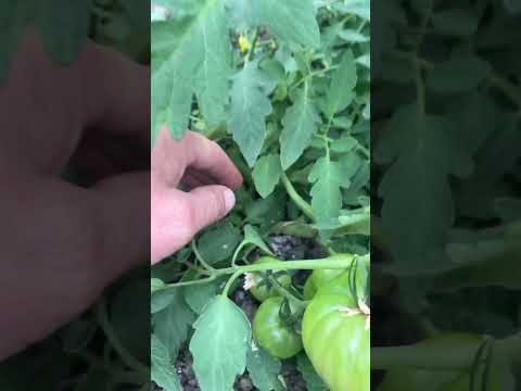 Видео: Парадайз на подвое