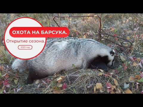 Видео: Охота на барсука  Открытие сезона  2023 год