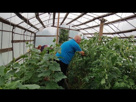 Видео: Дела тепличные и не только.