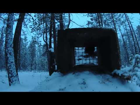 Видео: Охота на соболя, проверка путика.