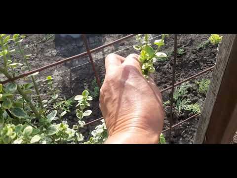 Видео: 446.Может ли бересклет плестись по сетке правда или обман.😉