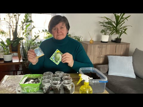 Видео: Досіваю болгарський перець і починаю висівати на розсаду капусту .