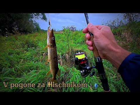 Видео: ̰О̰б̰н̰о̰в̰л̰е̰н̰н̰ы̰е̰ с̰н̰а̰с̰т̰и̰ 🎣 И̰ п̰о̰г̰о̰н̰я̰  ̰з̰а̰ Х̲и̲щ̲н̲и̲к̲о̲м̲ 🦈