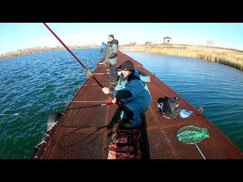 Видео: Спиннинг Maximus Pointer 22UL  для ловли прудовой форели. Ловля форели на платнике.