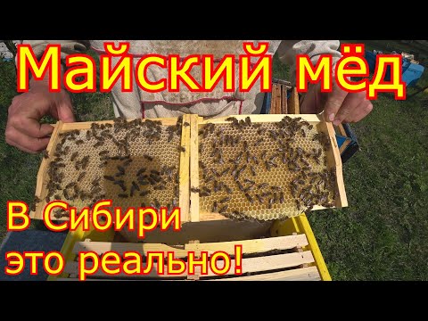 Видео: Майский мёд в Сибири. Это реально! Заливают вощину.