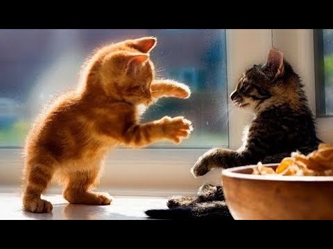 Видео: 😺 Самые смешные и милые котята в мире! 🐈 Лучшие видео с котами и котятами! 😸