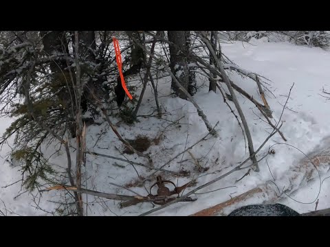 Видео: Охота на росомах и волков на Аляске 2023 (Эпизод 3)